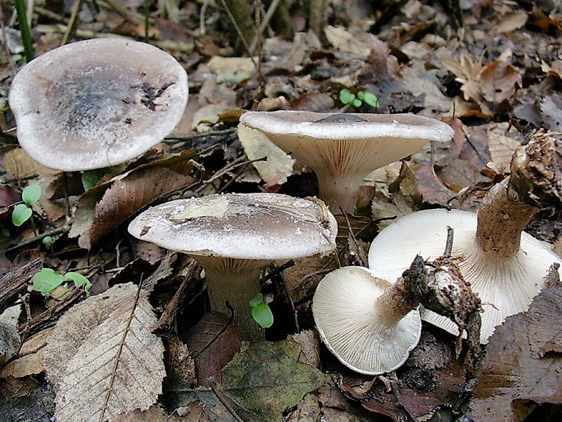 536 Dicembre vecchio ritrovamento